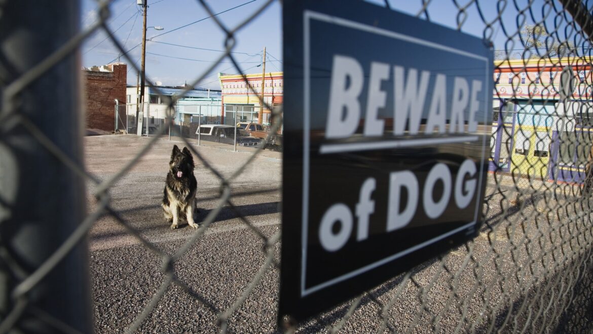 dog